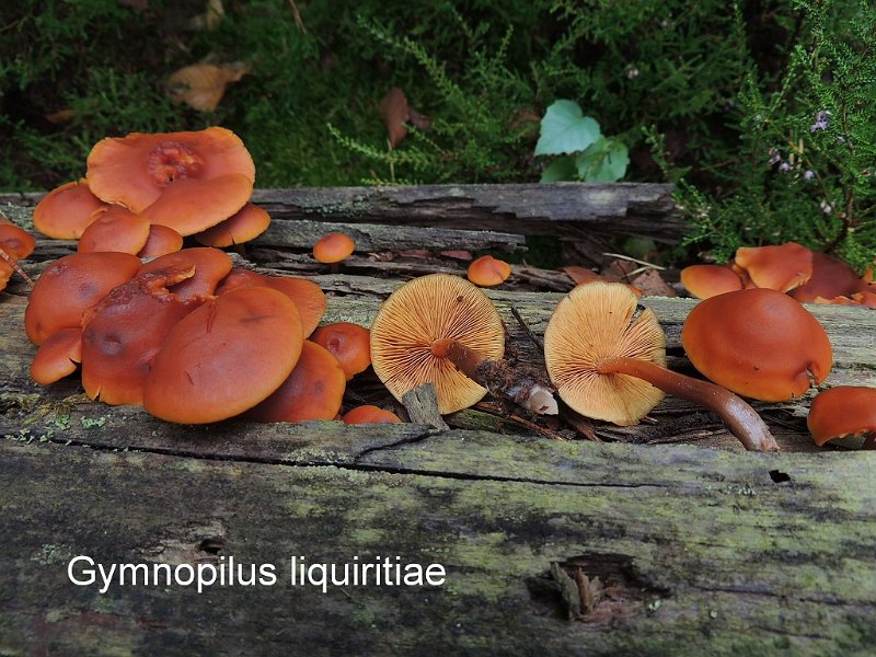 Gymnopilus liquiritiae-amf46.jpg - Gymnopilus liquiritiae ; Syn: Flammula liquiritiae ; Nom français: Gymnopile réglisse
